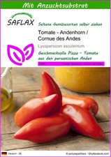 SAFLAX  - Tomate - Andenhorn / Cornue des Andes - Lycopersicon - 10 Samen - Mit