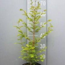 1st. Urweltmammutbaum 100-120cm  "Metasequoia glyptostroboides" Mammutbaum