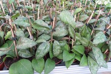 Wachsblume hoya verticillata - hoya,