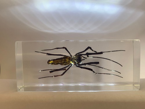 Echte große seidenspinne - große,