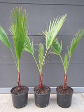 Washingtonia robusta -