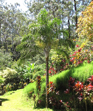 Pflanzen-Samen von der