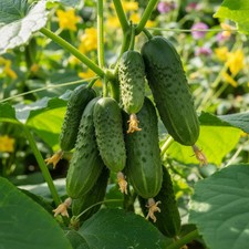 Gurkensamen Amur F1 Gemüse