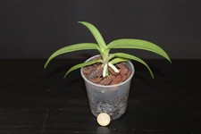 Phalaenopsis ubonensis