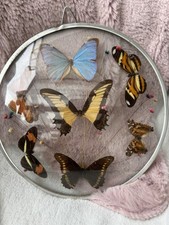 Wand Fenster, Deko, Schmetterlinge, Blumen Wunderschön