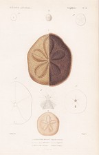 Seeigel Clypeaster rosaceus