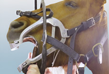 Maulsperre Maulgatter nach