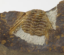 Trilobit, Kettneraspis seiberti, Devon, Ems, Steinsberg, Deutschland -f576