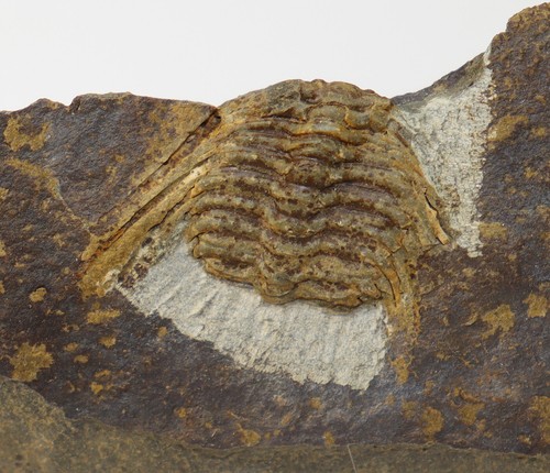 Trilobit kettneraspis - trilobit,,