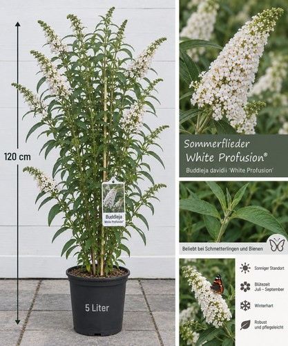 Schmetterlingsflieder white - schmetterlingsflieder, „white