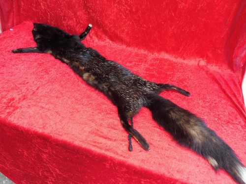 Schöne alte fuchs stola - fuchs-stola,