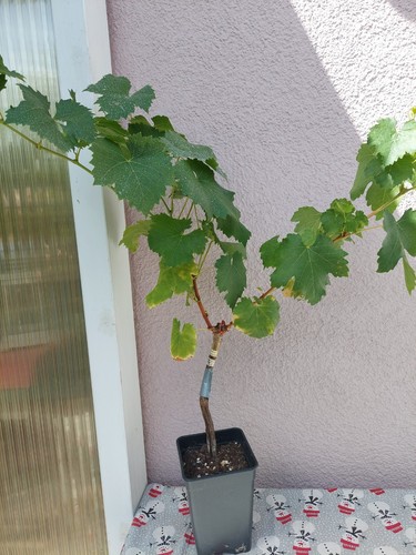 Weinreben tafeltrauben die - tafeltrauben,