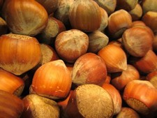 Corylus 'Romana' römische