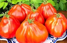 Tomatensamen 12; italienische Sorte "Granny's Throwing" (Omas Wurftomate), 2024