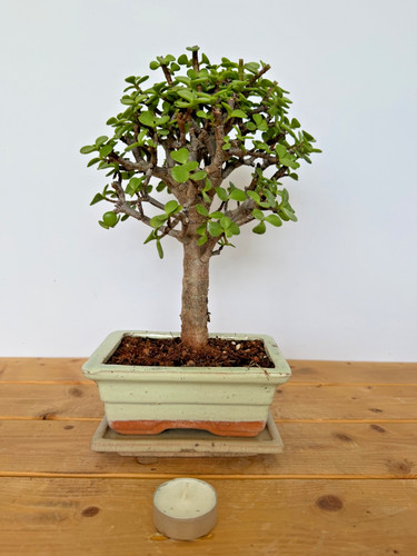 Zimmerbonsai bonsai jadebaum - zimmerbonsai,