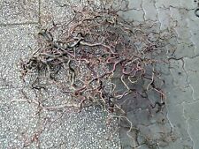 Haselnuss Äste Korkenzieher Sträucher Basteln Dekoration Natur Unbehandelt (3)