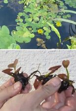 Gelbe Seerose Wasserpflanzen für das Aquarium gegen Algen Dekoideen Deko Samen