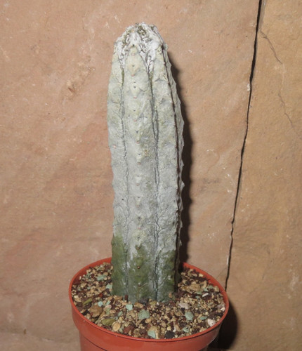 Euphorbia abdelkuri