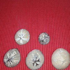 5 TOP VERSTEINERTE SEEIGEL