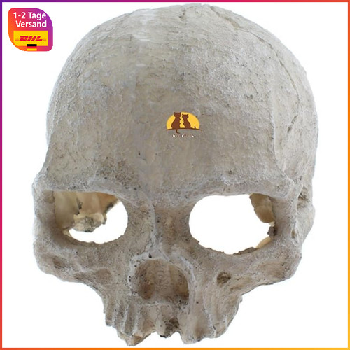 Reptilien versteck totenkopf - reptilien-versteck,