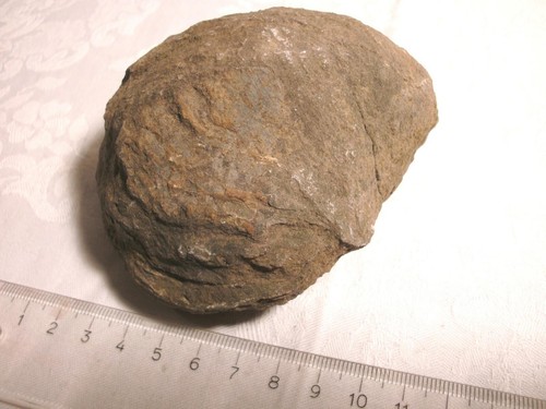 Versteinerung muschel x06 - versteinerung,