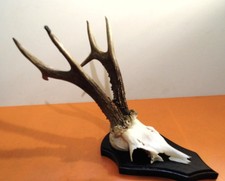 Rehbock Gehörn Stark Kapital