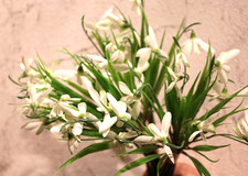 Schneeglöckchen künstlich 18