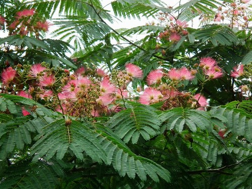 Seidenbaum albizia julibrissin - seidenbaum,