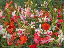 Zwerg- Gladiolen Mix (10 / 50