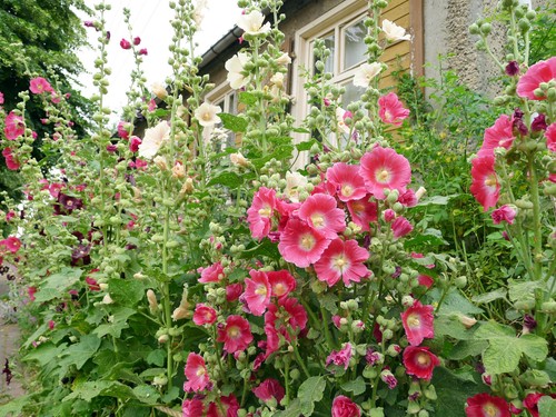 Stockrose malve klassischer - malve,