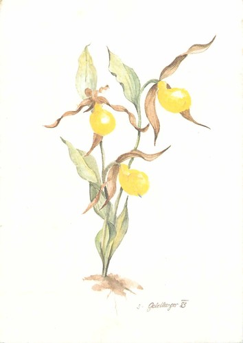Frauenschuh orchidee - ak,