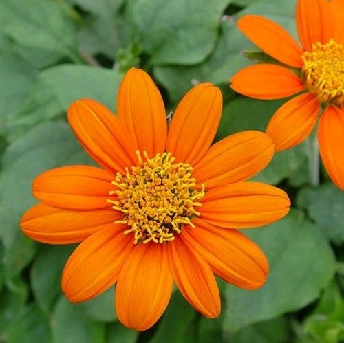 Mexikanische sonnenblume - mexikanische, 50