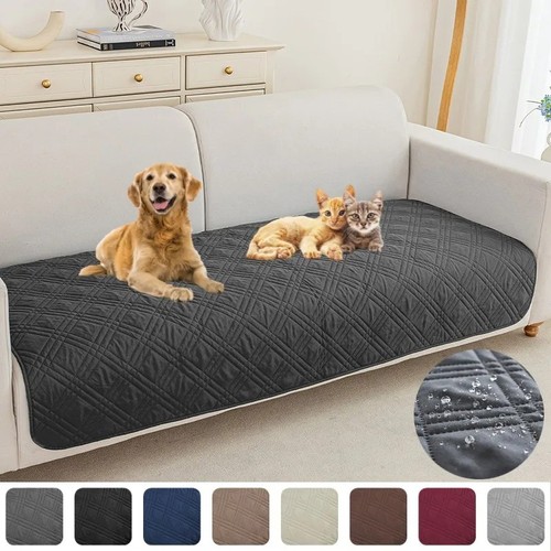 Katzen hunde sofa - hunde, bezug