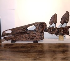 Stegosaurus Schädel mit