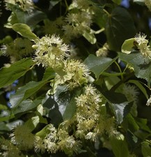 Winterlinde 80-100cm - Tilia