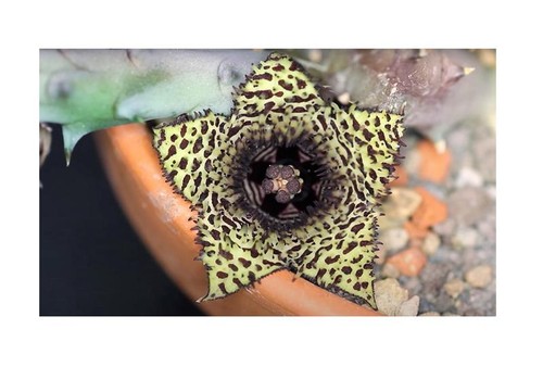 Huernia hystrix sukkulenten - 3x,