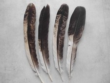 4  schwarz-weisse Pfauenfedern