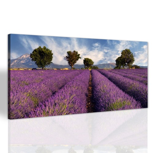 Lavendelfeld natur wohnzimmer - natur,