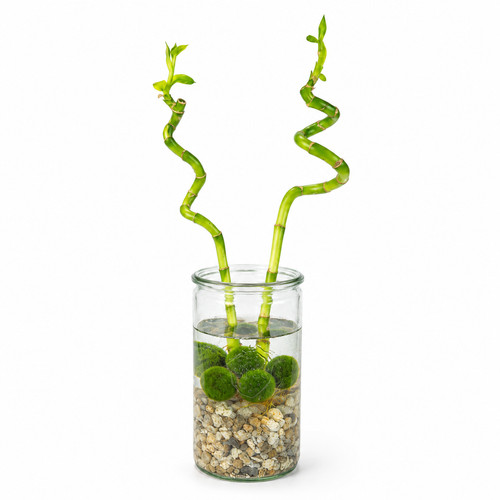 Lucky bamboo 2er set - bamboo, 2er-set