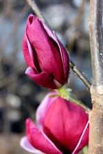 Magnolie "Genie"®, 120cm