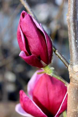 Magnolie genie 80 100cm - "genie"®,, 80-100cm