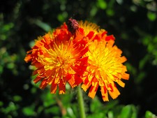Orangerotes Habichtskraut (Hieracium aurantiacum), 400 Samen