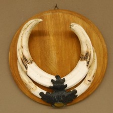 Warzenschwein Waffen Hauer