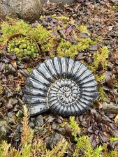 Ammonit groß Urzeit Fossil