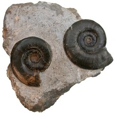 Lias  2x Neophyllites imitans