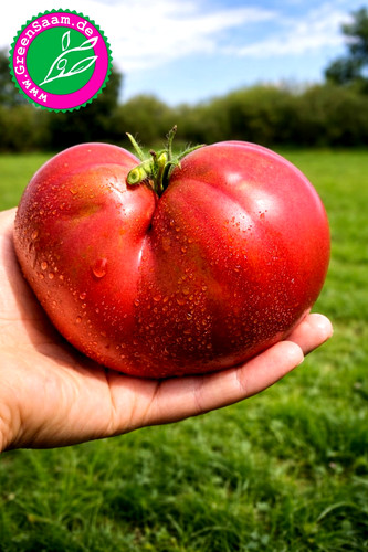 Purple heart dwarftomate - heart,