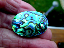 Abalone - Paua Muschel auf