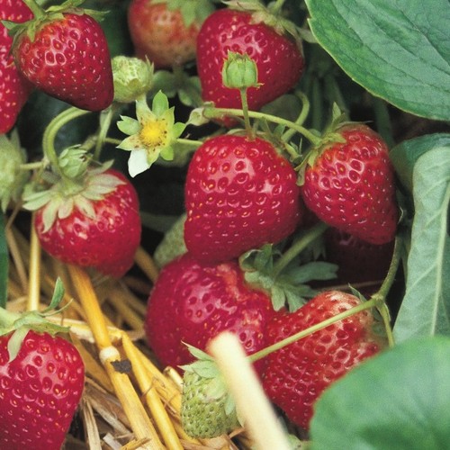 Erdbeere sorte ostara - sorte,
