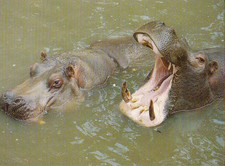 Zoo  Wildlife Flusspferd (Hippopotamus amphibius  Postcard    ***PL06