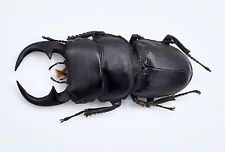 Dorcus ritsemae curvus, A2, 58+ mm, #LD43